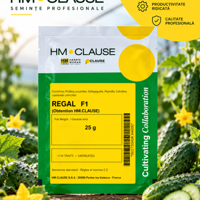 Castraveți Regal F1 25 g HM.CLAUSE – semințe profesionale cornichon