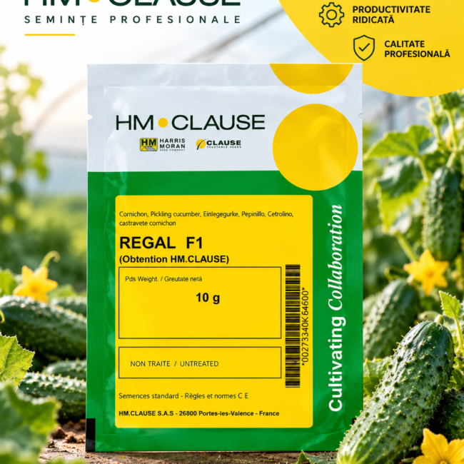 Castraveți Regal F1 10 g HM.CLAUSE – semințe cornichon